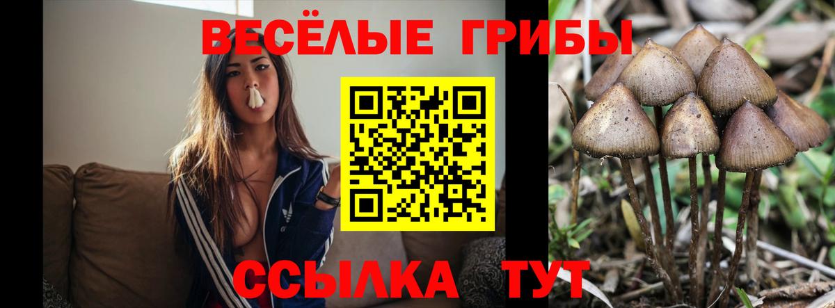 Галлюциногенные грибы Psilocybine cubensis Кудымкар